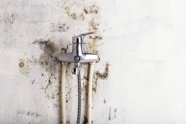 Best Toxic Mold Removal  in Lanse, MI