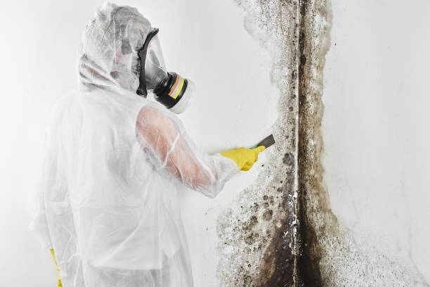 Best Professional Mold Removal  in Lanse, MI