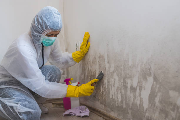 Best Affordable Mold Removal  in Lanse, MI