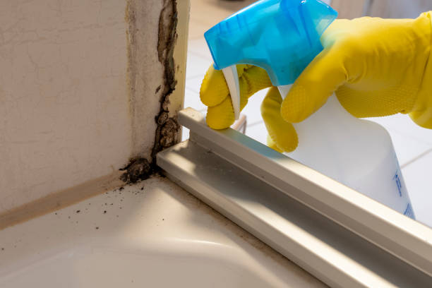 Best Local Mold Removal Service  in Lanse, MI