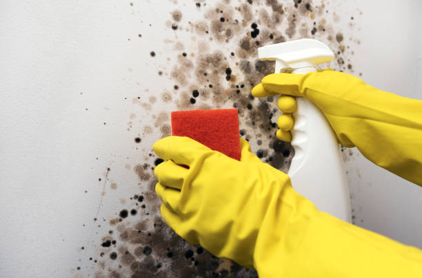 Best Mold Testing and Removal  in Lanse, MI