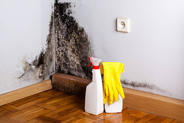 Best Fast Mold Removal  in Lanse, MI