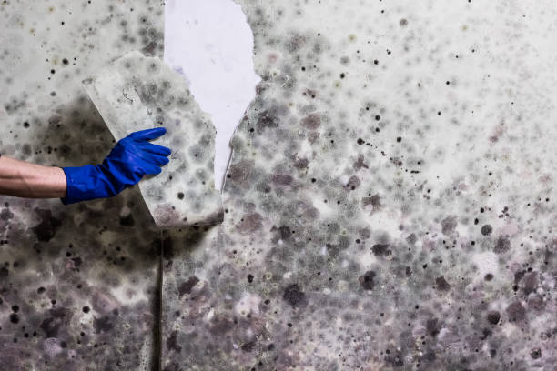Mold Testing and Removal in Lanse, MI