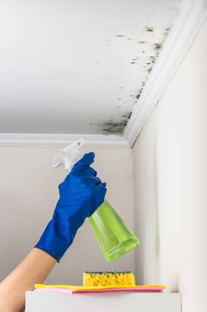 Best Black Mold Removal  in Lanse, MI
