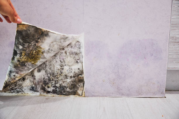 Best Water Damage Restoration  in Lanse, MI
